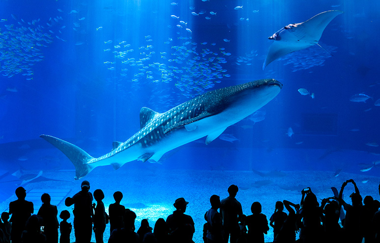 美ら海水族館 沖縄観光スポット La Prima Stella近隣