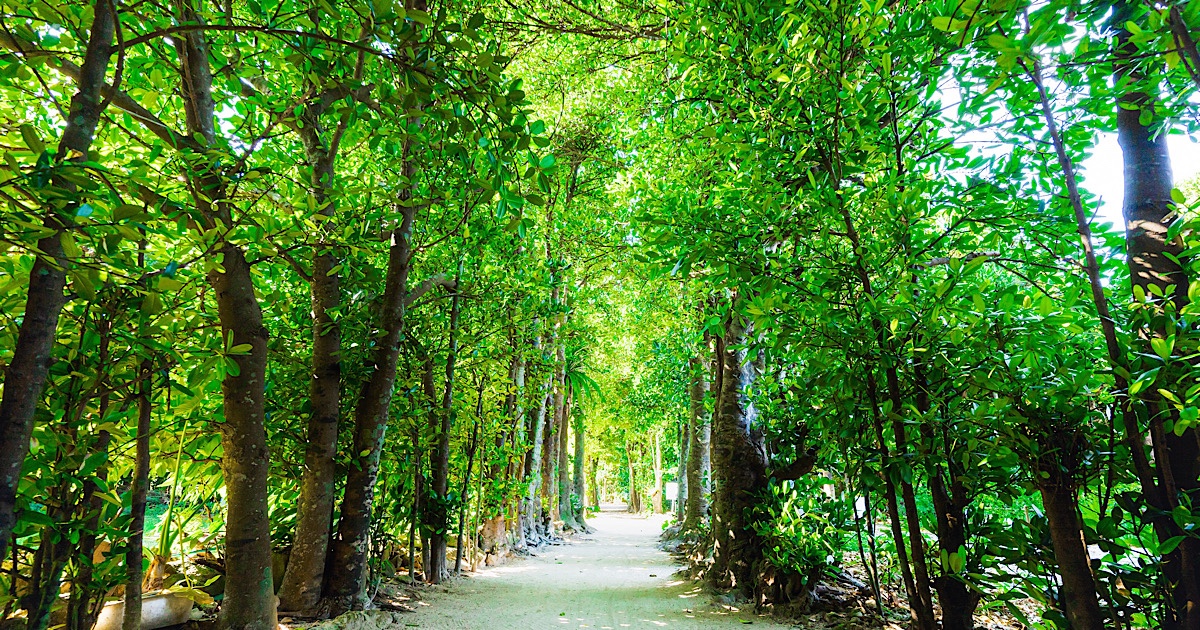 備瀬のフクギ並木 沖縄観光スポット La Prima Stella近隣